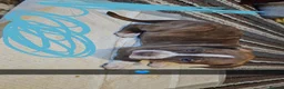 American Bully dogs for sale: American bully  - Advert 11