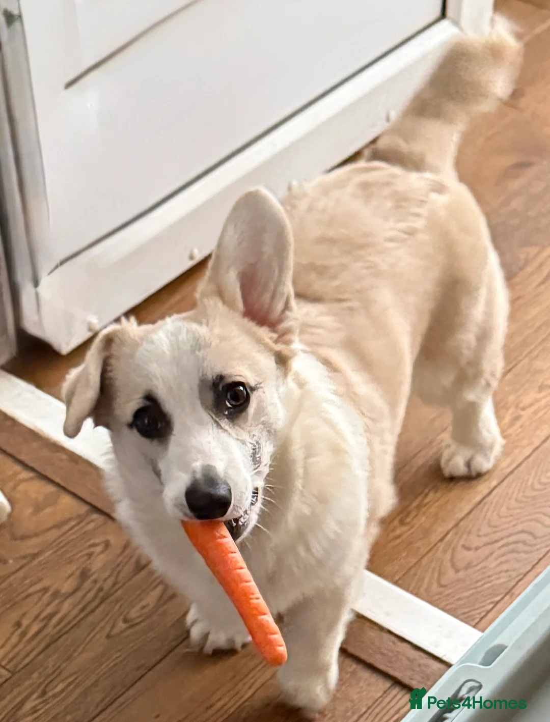 Welsh Corgi Pembroke dogs for sale: Pembroke corgi (Girl) - Advert 2