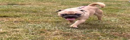 Mixed Breed dogs for sale: French bulldog x pug - Advert 8