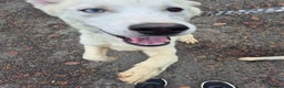 Siberian Husky dogs for sale: Beautiful Husky Looking for Their Forever Homes - Advert 16