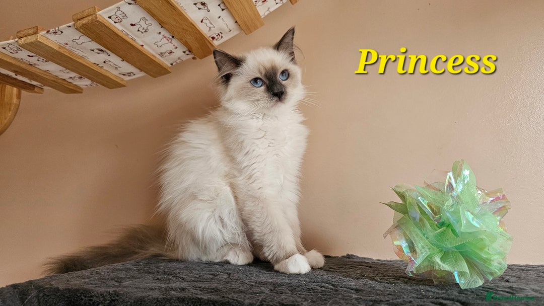 Ragdoll cats for sale: Only 2 girls left,Champion blood, TICA kittens in Nelson - Image 14