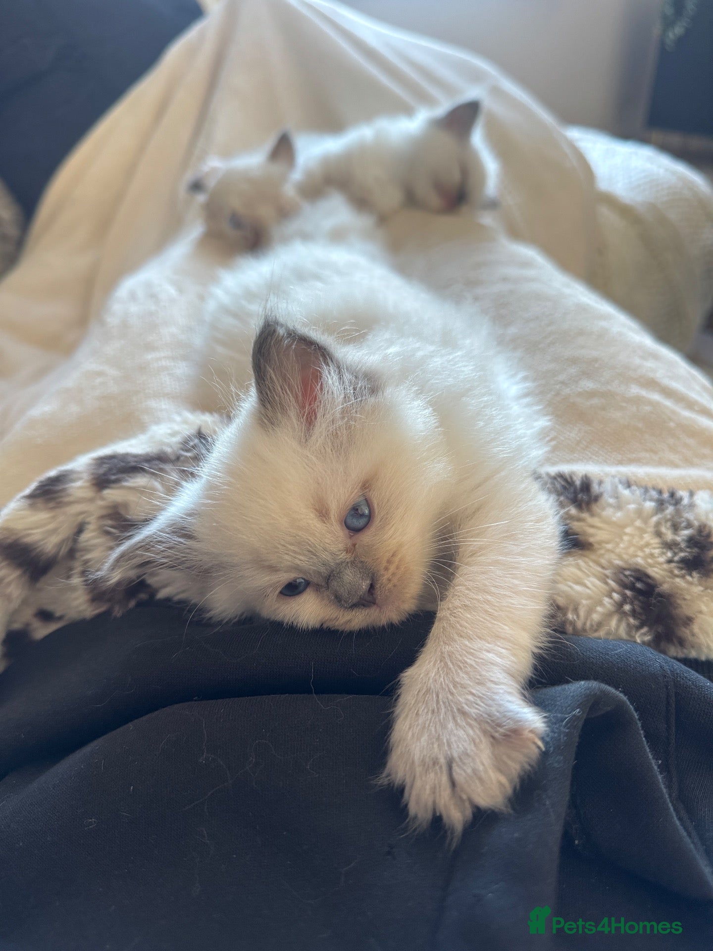 Ragdoll cats 💗8 beautiful ragdolls for sale💗 - Advert 8