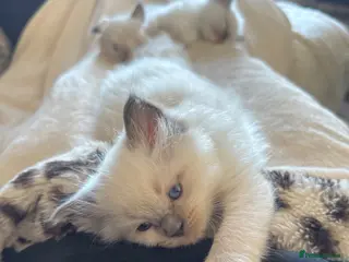 Ragdoll cats 💗8 beautiful ragdolls for sale💗 - Advert 8