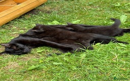 Mixed Breed cats for sale: Black kittens Manchester  - Image 8