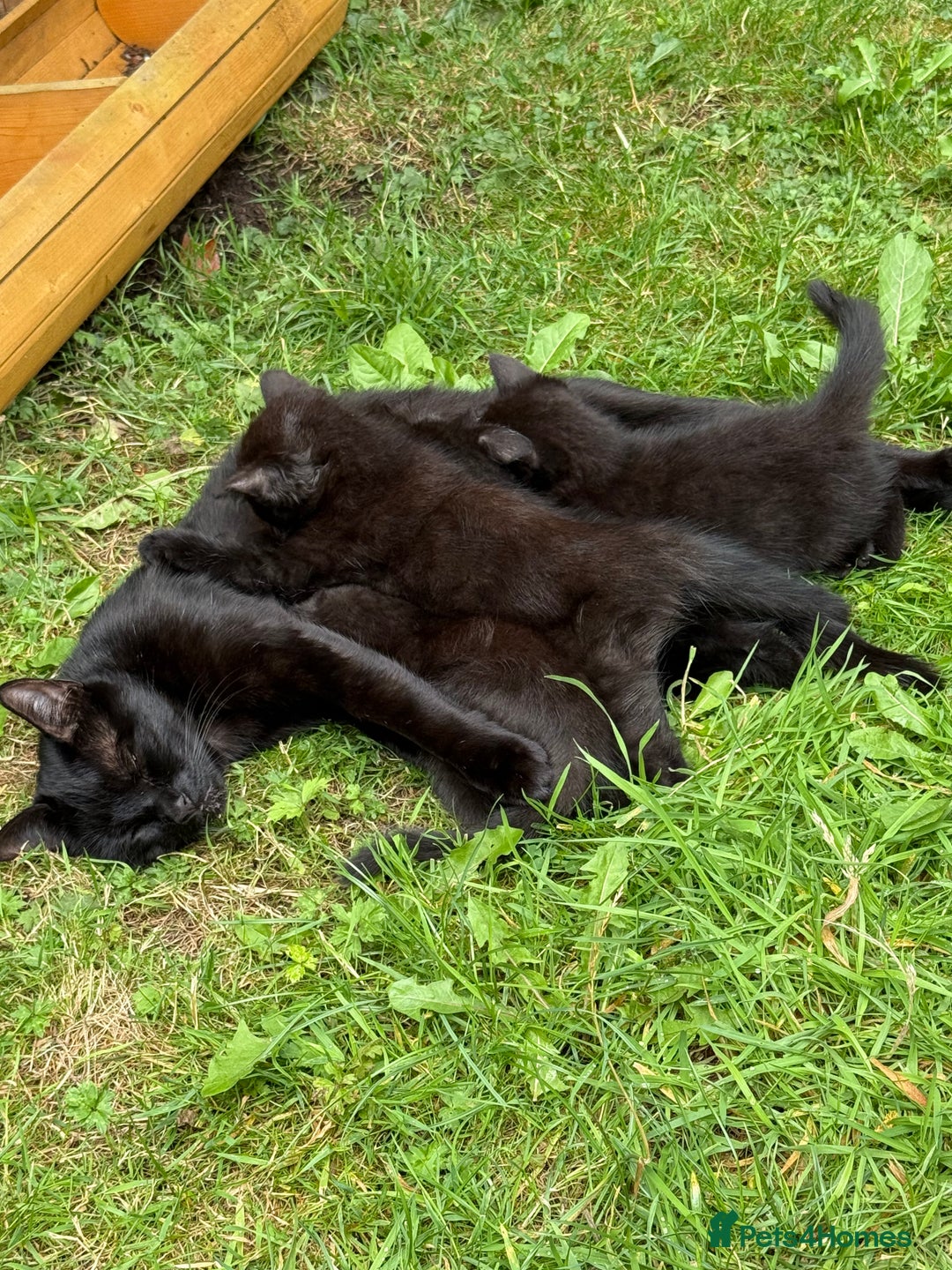 Mixed Breed cats for sale: Black kittens Manchester  - Image 8