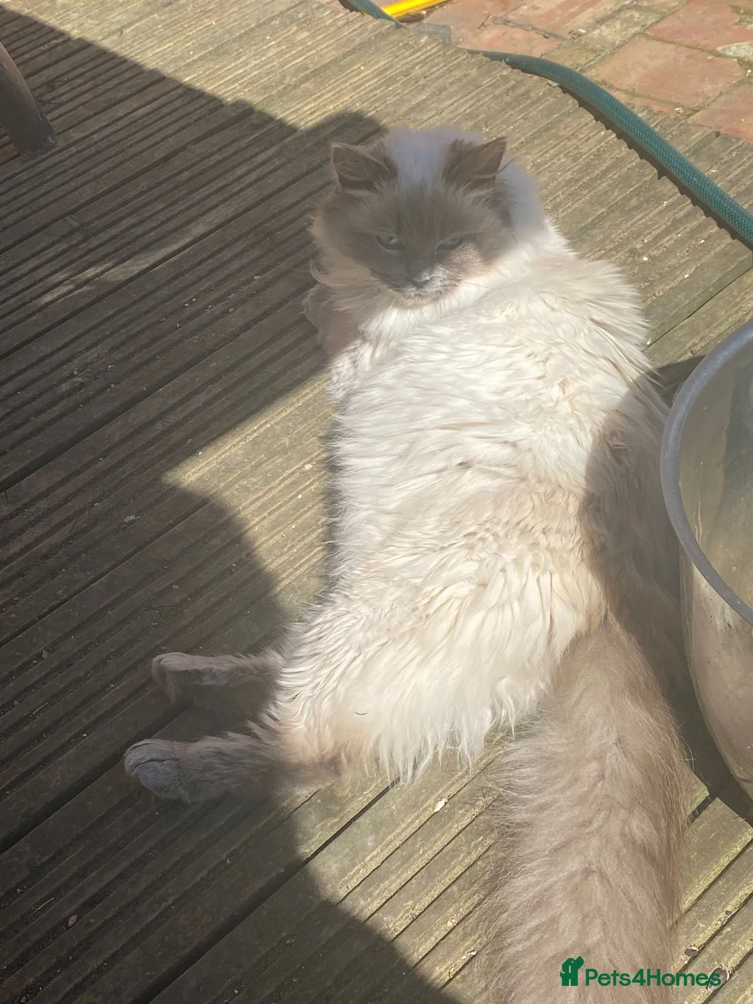 Ragdoll cats for sale: Beautiful Blue point ragdoll for sale - Advert 4