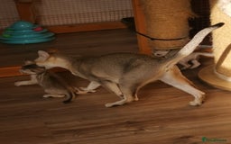 Singapura cats for sale: Stunning Singapura kittens  - Image 11