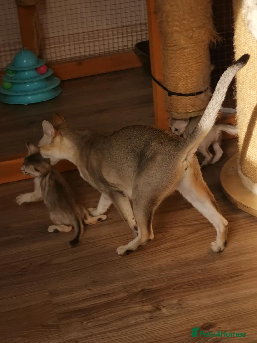 Singapura cats for sale: Stunning Singapura kittens  - Advert 13