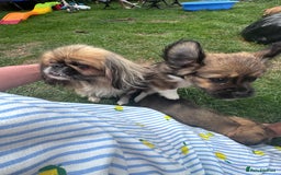 Mixed Breed dogs for sale: Beautiful Dachshund x Pekingese  - Image 3