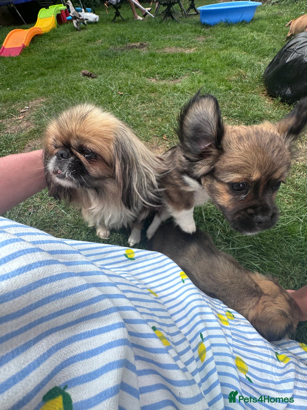 Mixed Breed dogs for sale: Beautiful Dachshund x Pekingese  - Image 3
