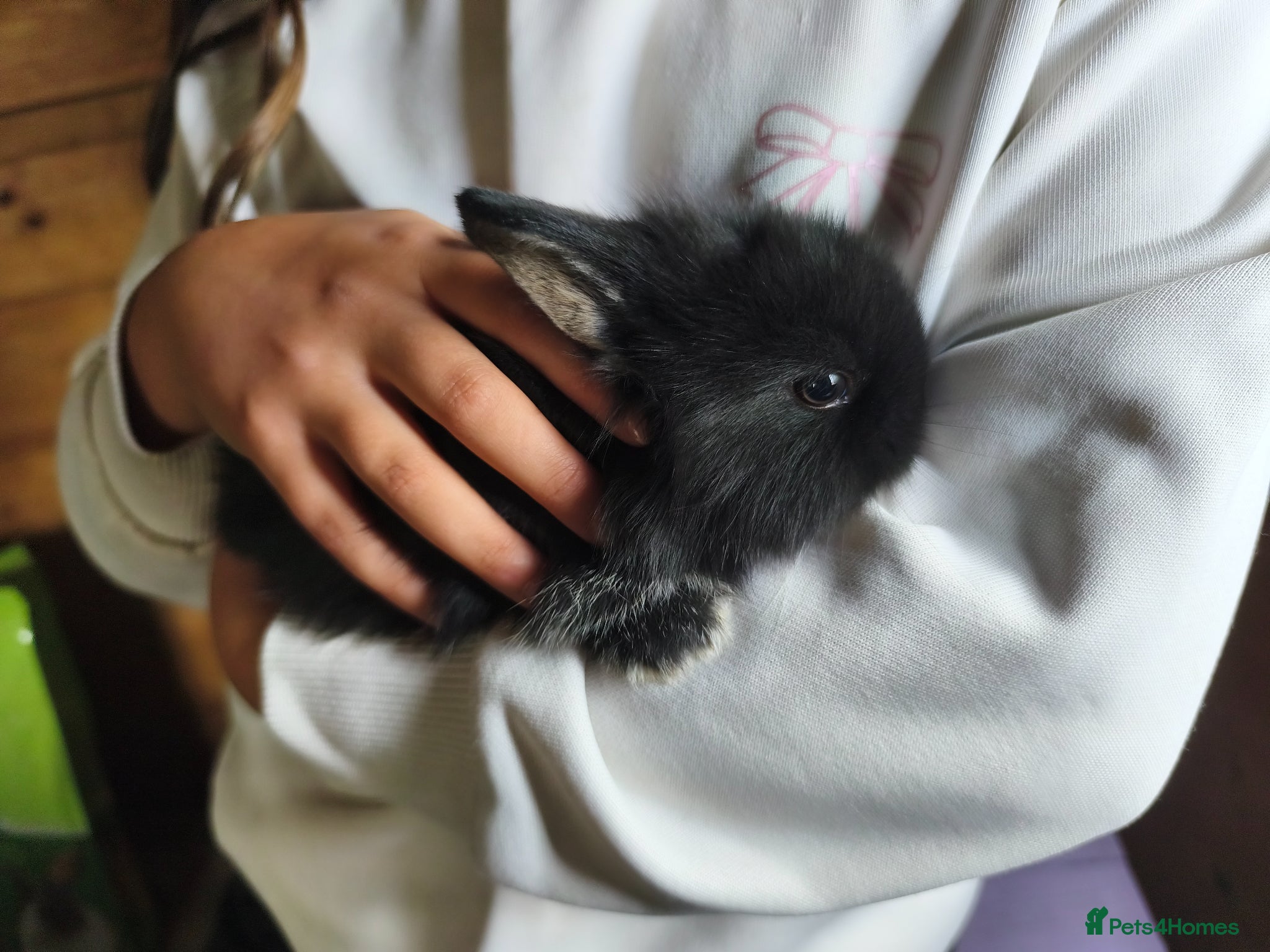 Mini Lop rabbits for sale: Rare Mini Lion Lop Babies for Sale  - Advert 23