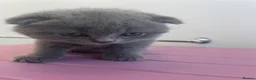 Scottish Fold cats for sale: 3 Scottish Fold kittens  - Advert 9