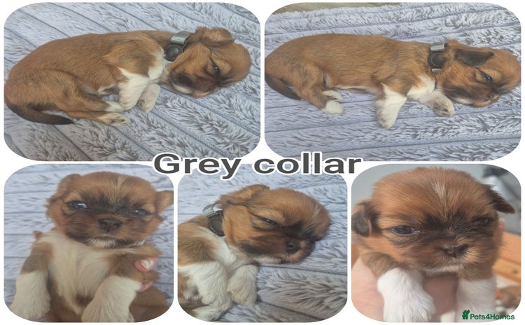 Lhasa Apso dogs - Advert 1