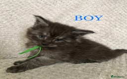 Maine Coon cats for sale: MaineCoon Kittens For Sale Black Smoke - Image 19