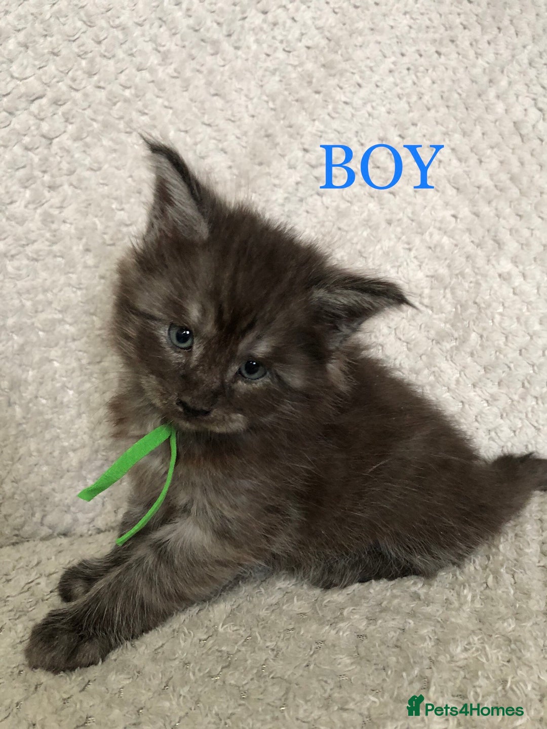 Maine Coon cats for sale: MaineCoon Kittens For Sale Black Smoke - Image 19
