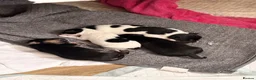 Jackapoo dogs for sale: Jackapoo Puppies  in Gravesend - Advert 6