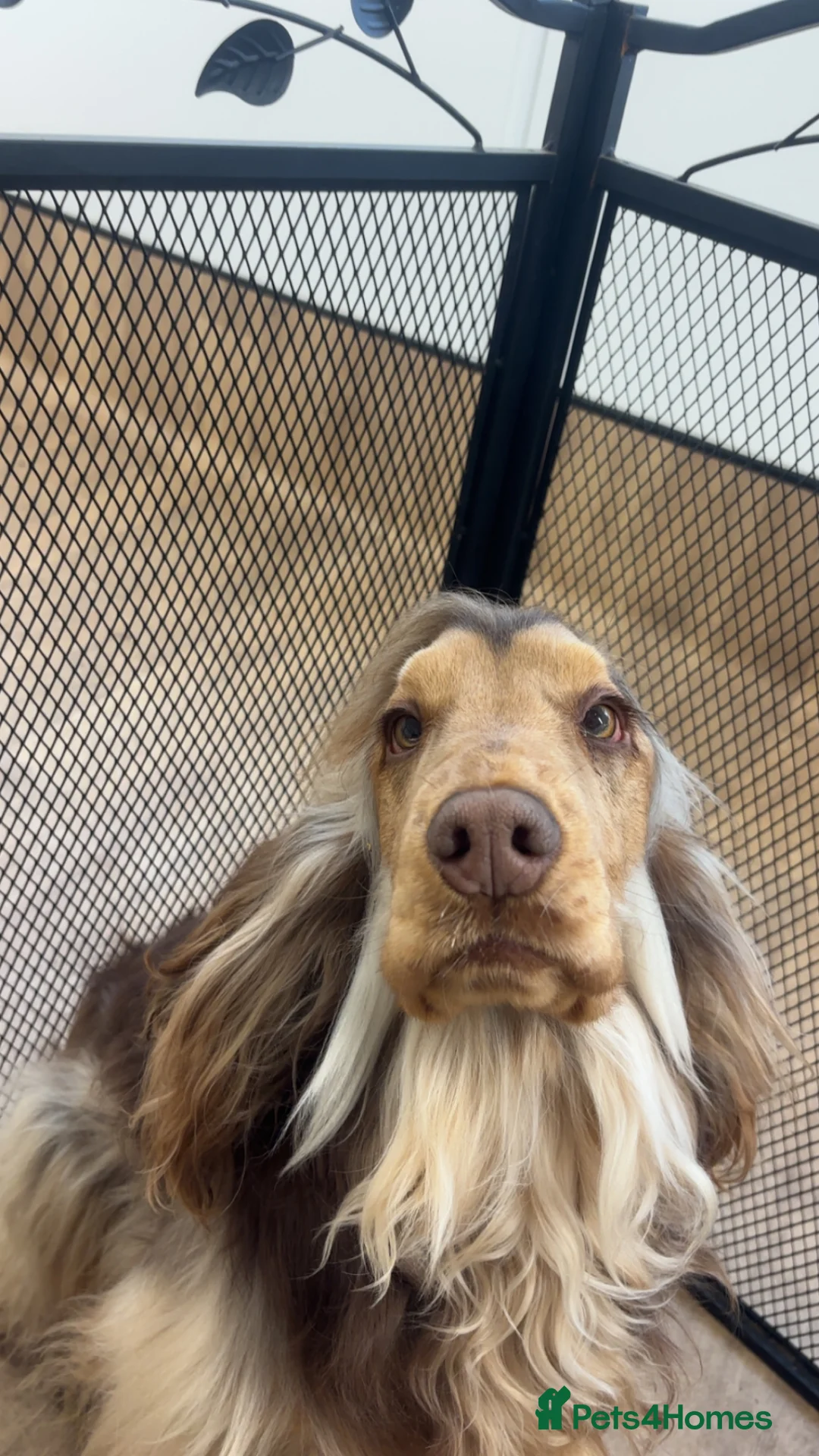 Cocker Spaniel dogs for stud: Stunning Chocolate sable show cocker for stud  - Advert 1