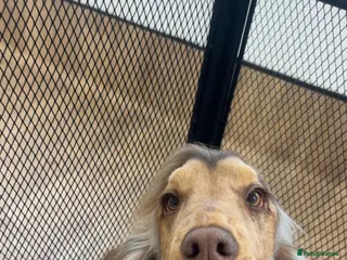 Cocker Spaniel dogs Stunning Chocolate sable show cocker for stud - Advert 8