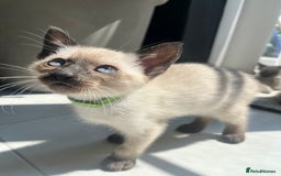 Siamese cats for sale: Human Toilet Trained! Exquisite Siamese Kittens - Image 2
