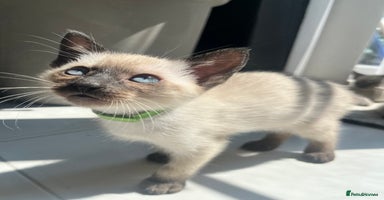 Siamese cats - Advert 8