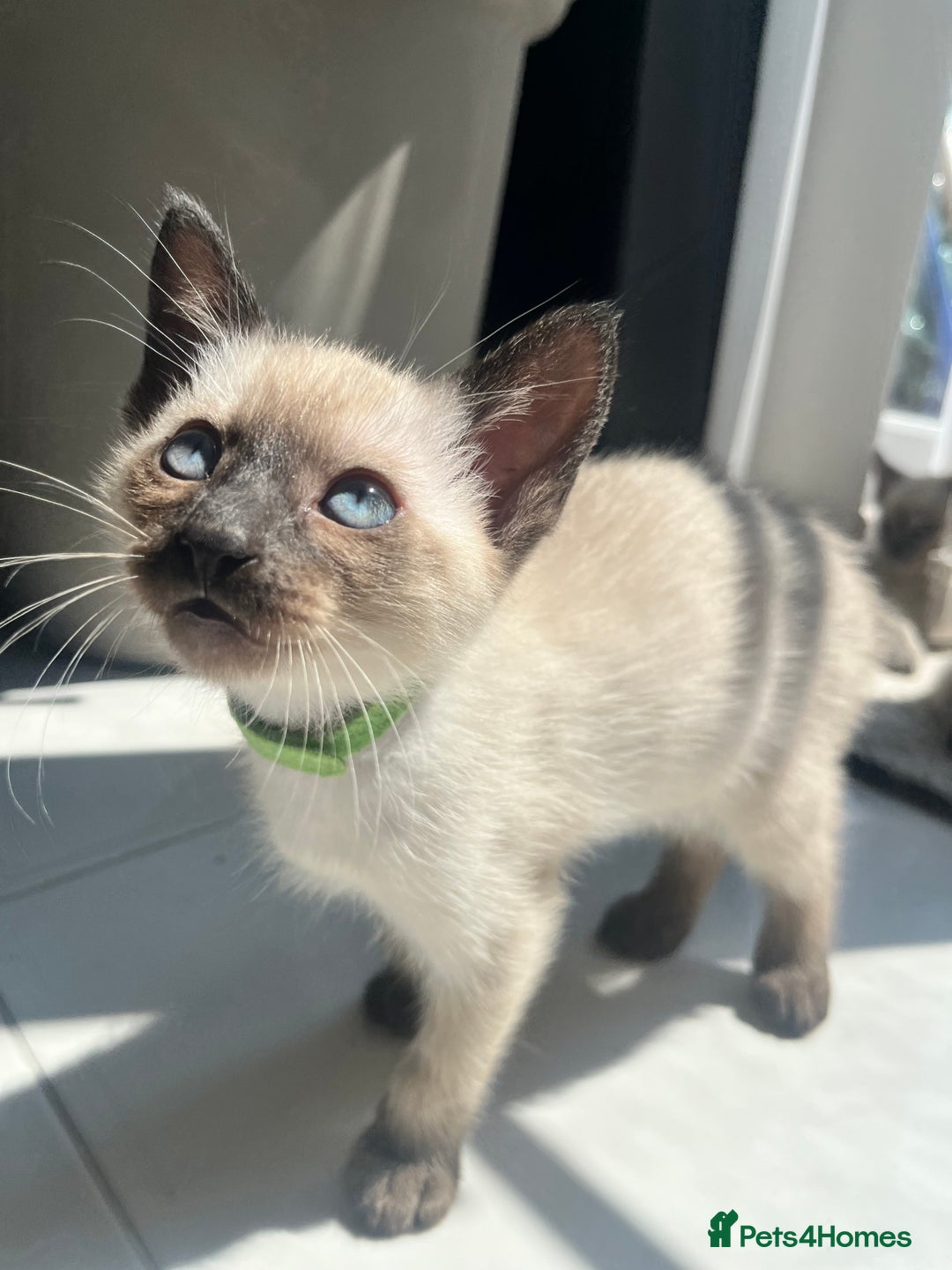 Siamese cats for sale: Human Toilet Trained! Exquisite Siamese Kittens - Image 2