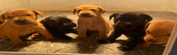 Labrador Retriever dogs for sale: KC Labrador puppies  - Advert 10