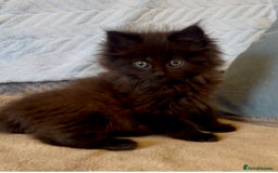 Maine Coon cats for sale: Maine Coon Male Kitten - Advert 2