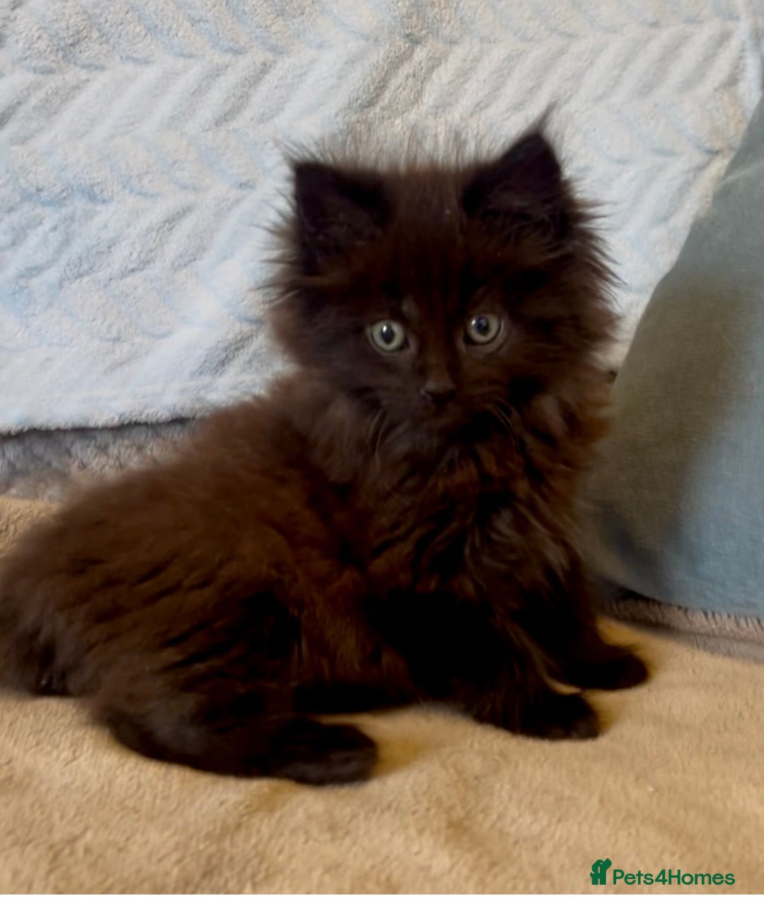 Maine Coon cats for sale: Maine Coon Male Kitten - Advert 2