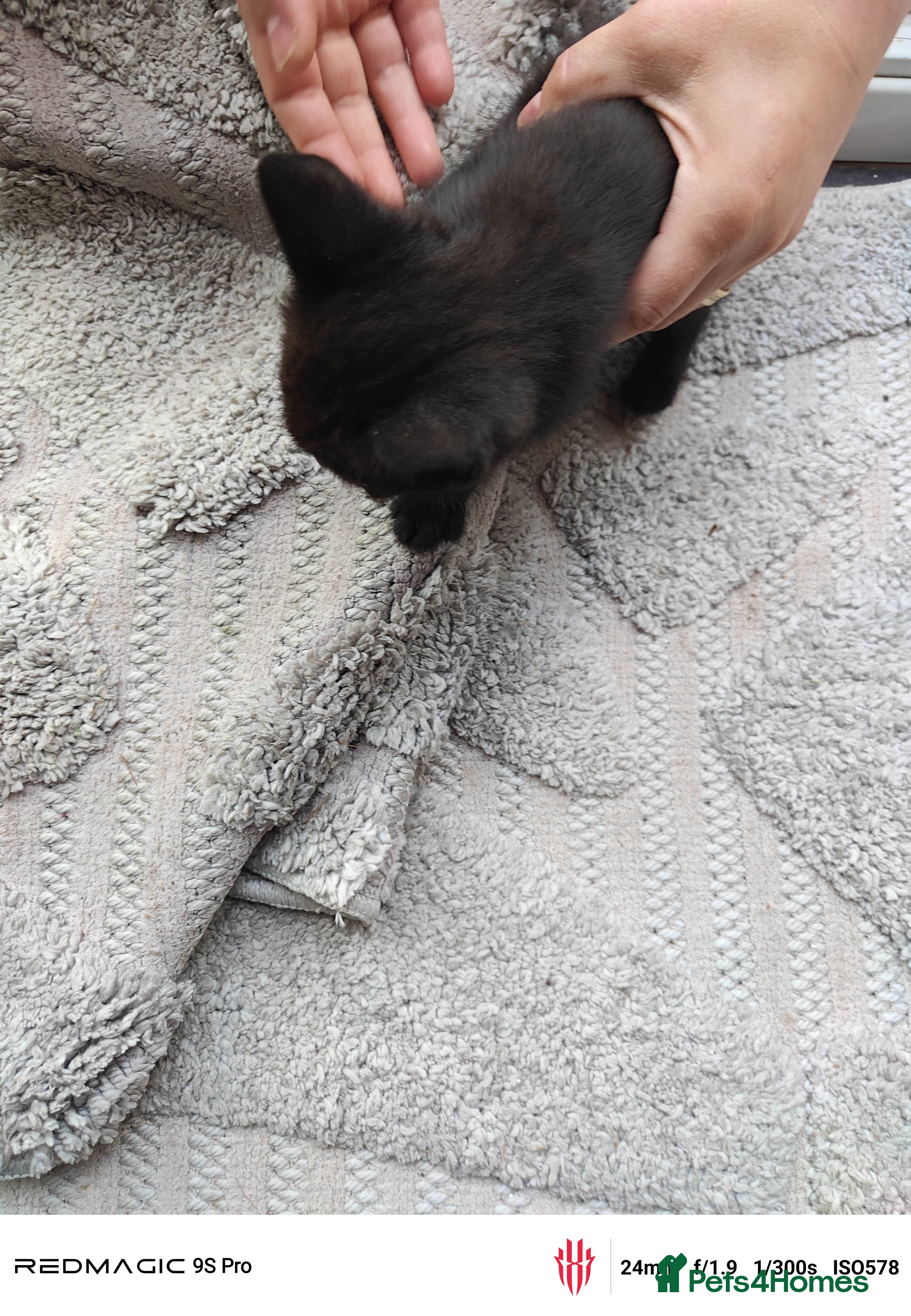British Shorthair cats for sale: Mixed British Short hair - Advert 8