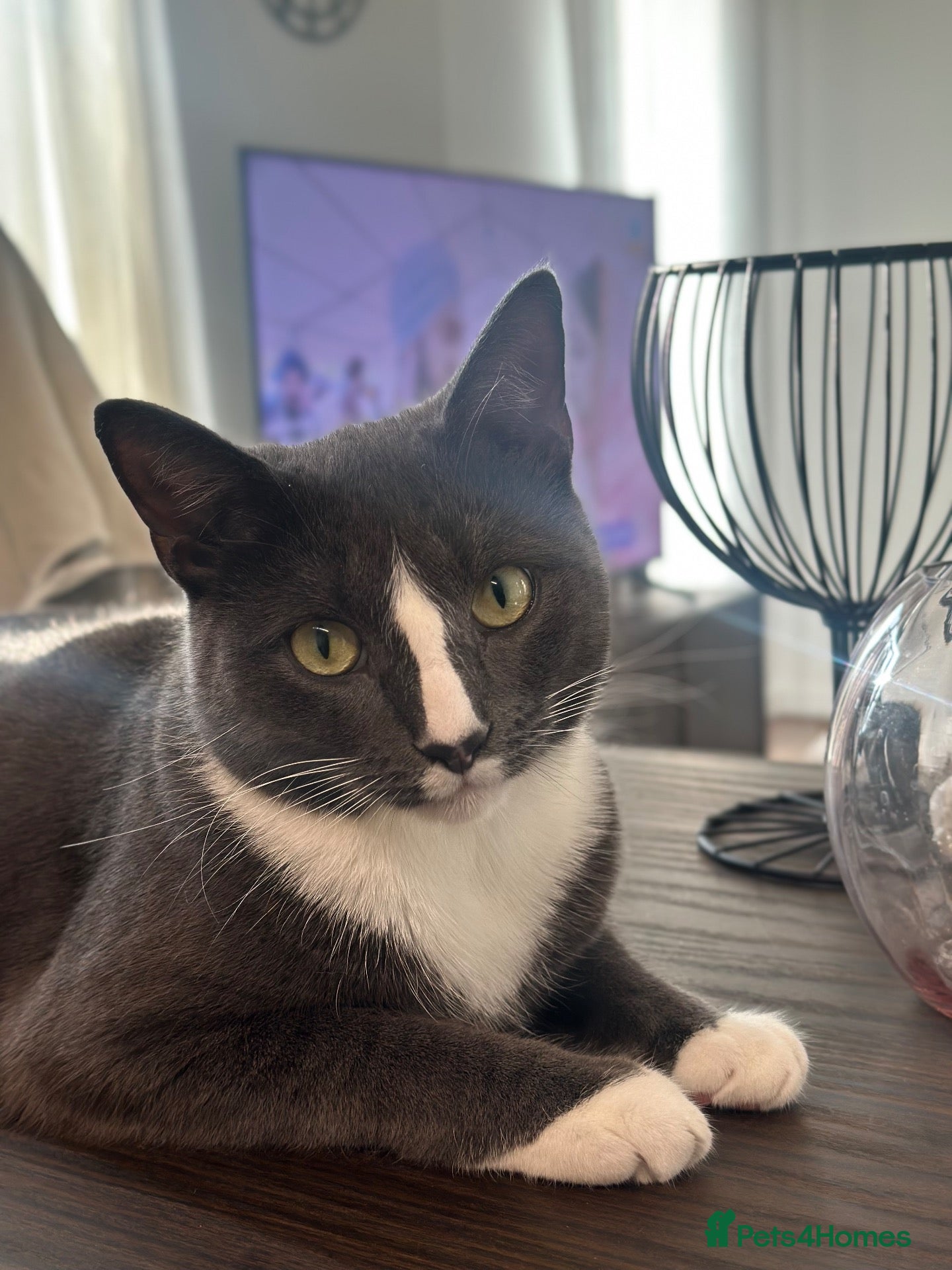 Domestic Shorthair cats Affectionate Male Cat Seeking Loving Home - Advert 7
