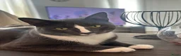 Domestic Shorthair cats for sale: Affectionate Male Cat Seeking Loving Home - Advert 1