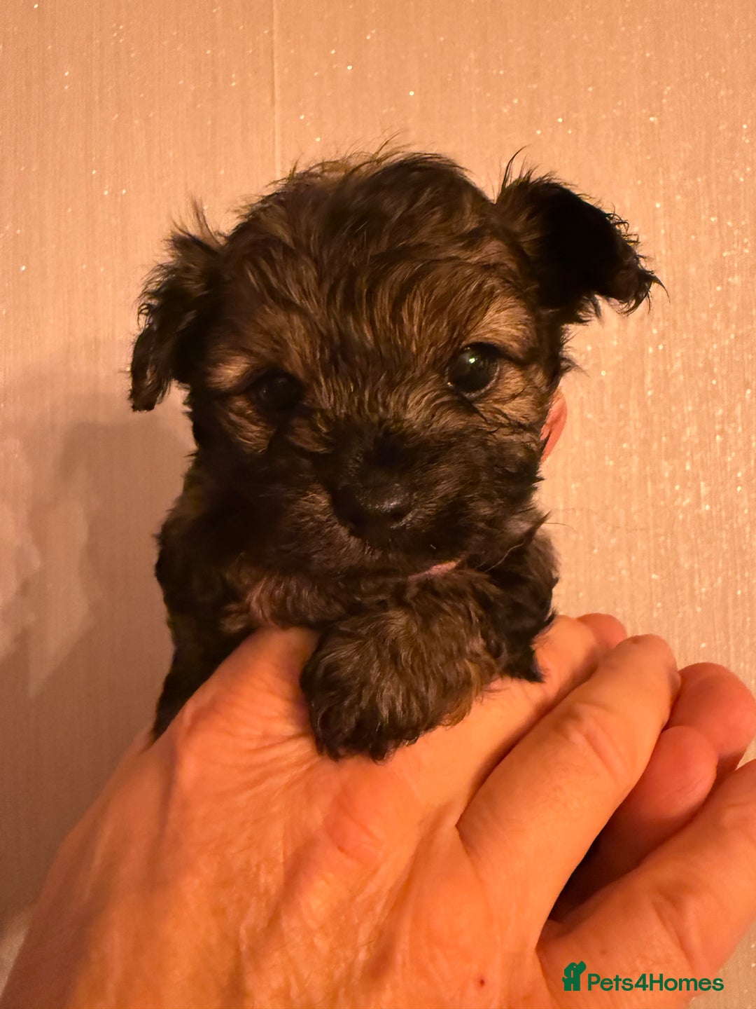 Yorkiepoo dogs for sale: Yorkipoos READY  **  EVE - Advert 12