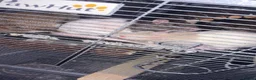 Rat rodents for sale: 3 rats for sale! - Advert 4