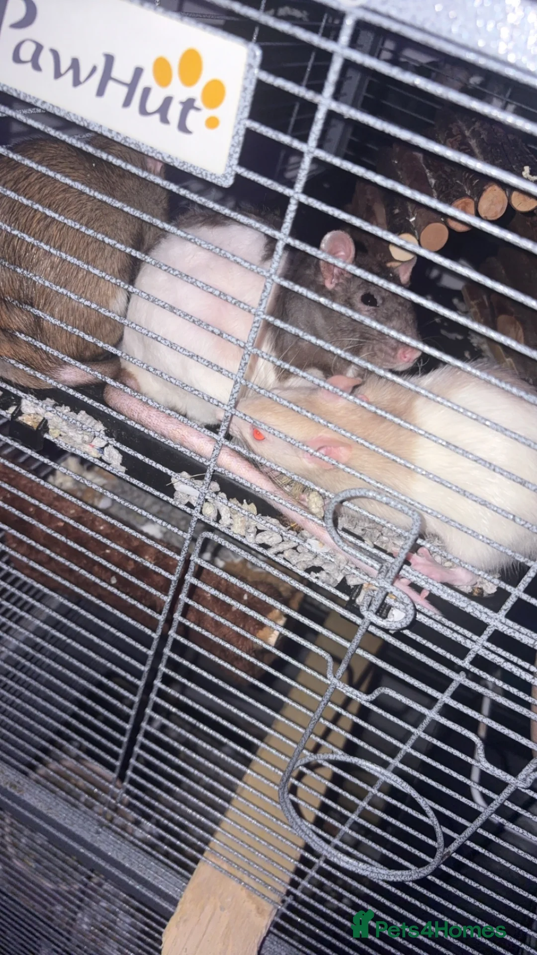 Rat rodents for sale: 3 rats for sale! - Advert 4