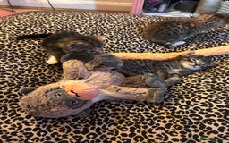 Mixed Breed cats for sale: Playful kittens for sale  - Image 9
