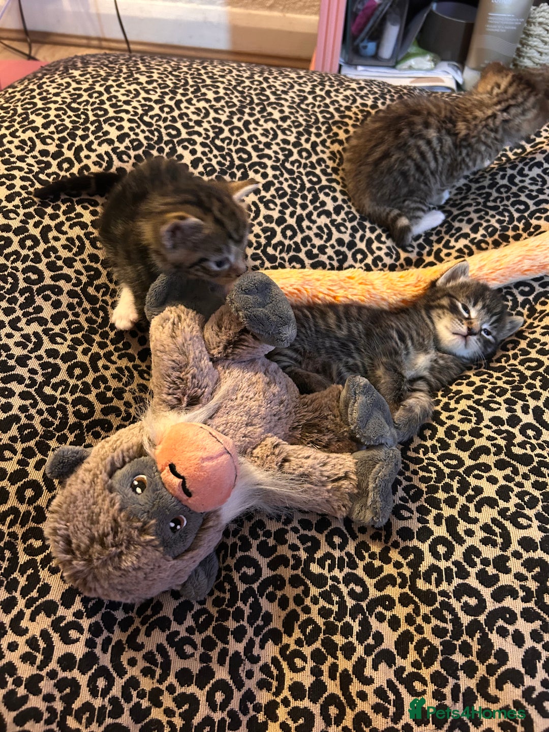 Mixed Breed cats for sale: Playful kittens for sale  - Image 9