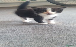 British Longhair cats for sale: Beautiful fluffy kittens - Image 4