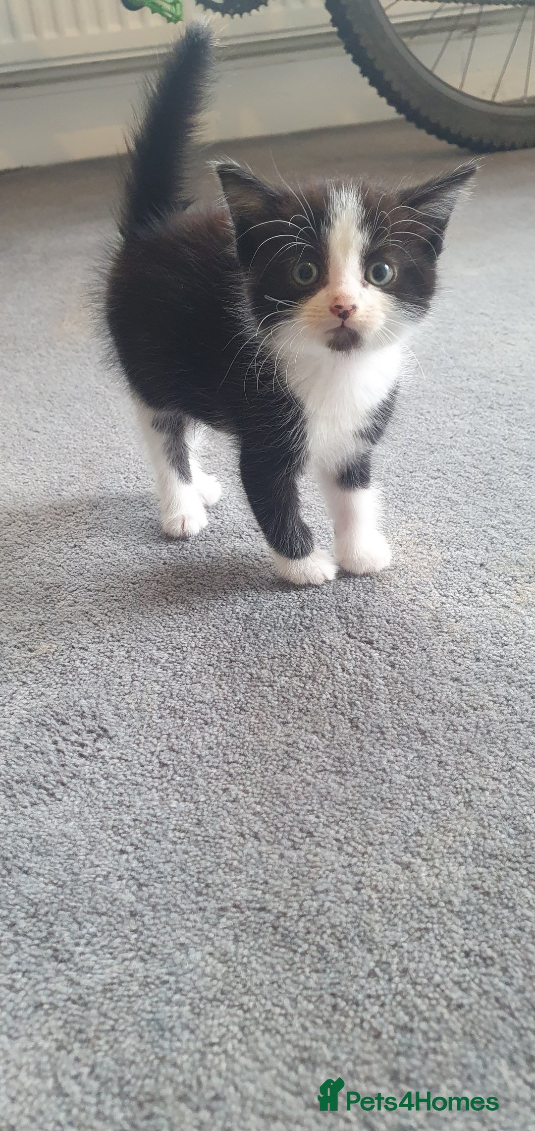 British Longhair cats for sale: Beautiful fluffy kittens - Image 4