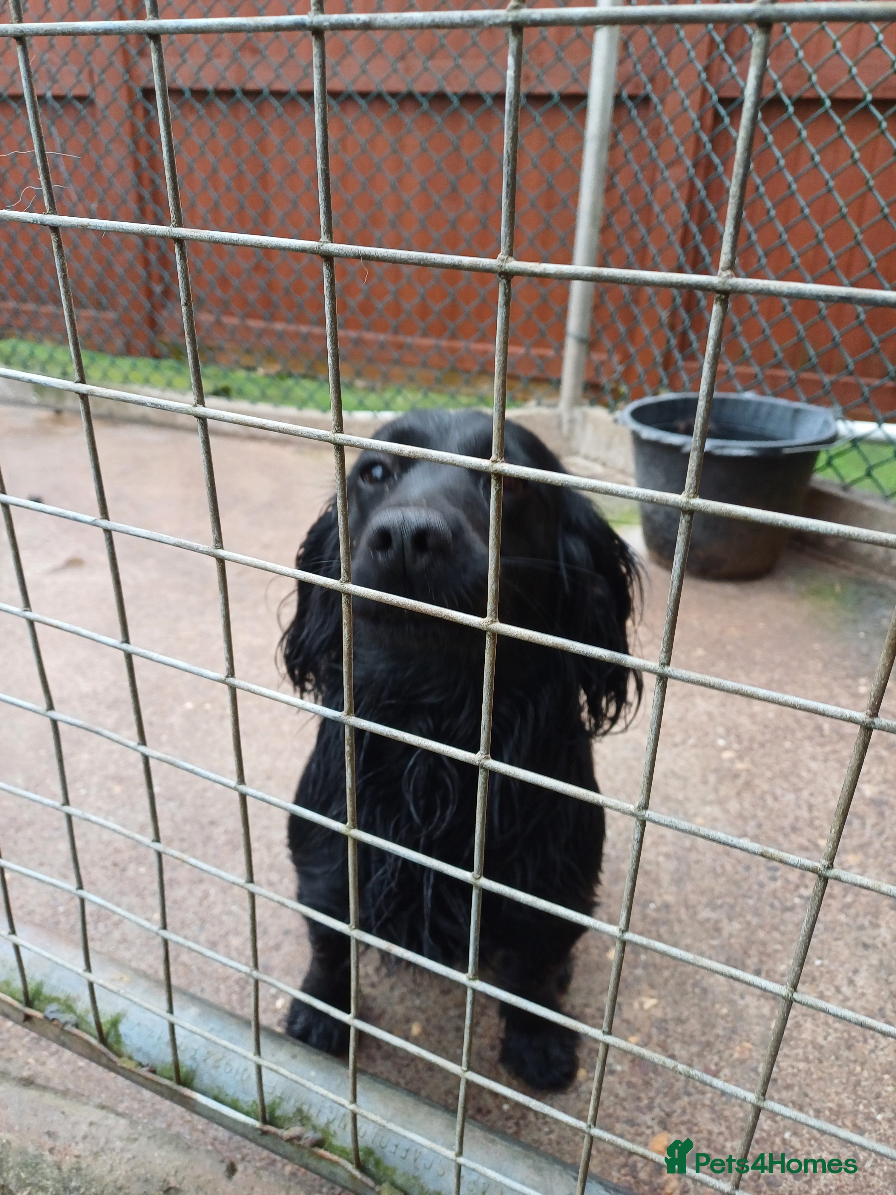 Cocker Spaniel dogs Working Cocker bitch in Newport - Advert 1