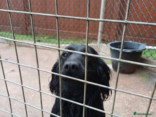 Cocker Spaniel dogs Working Cocker bitch in Newport - Advert 1