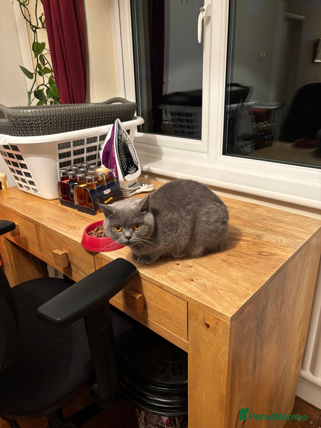 British Shorthair cats for sale: 2 Bonded sisters - Image 3