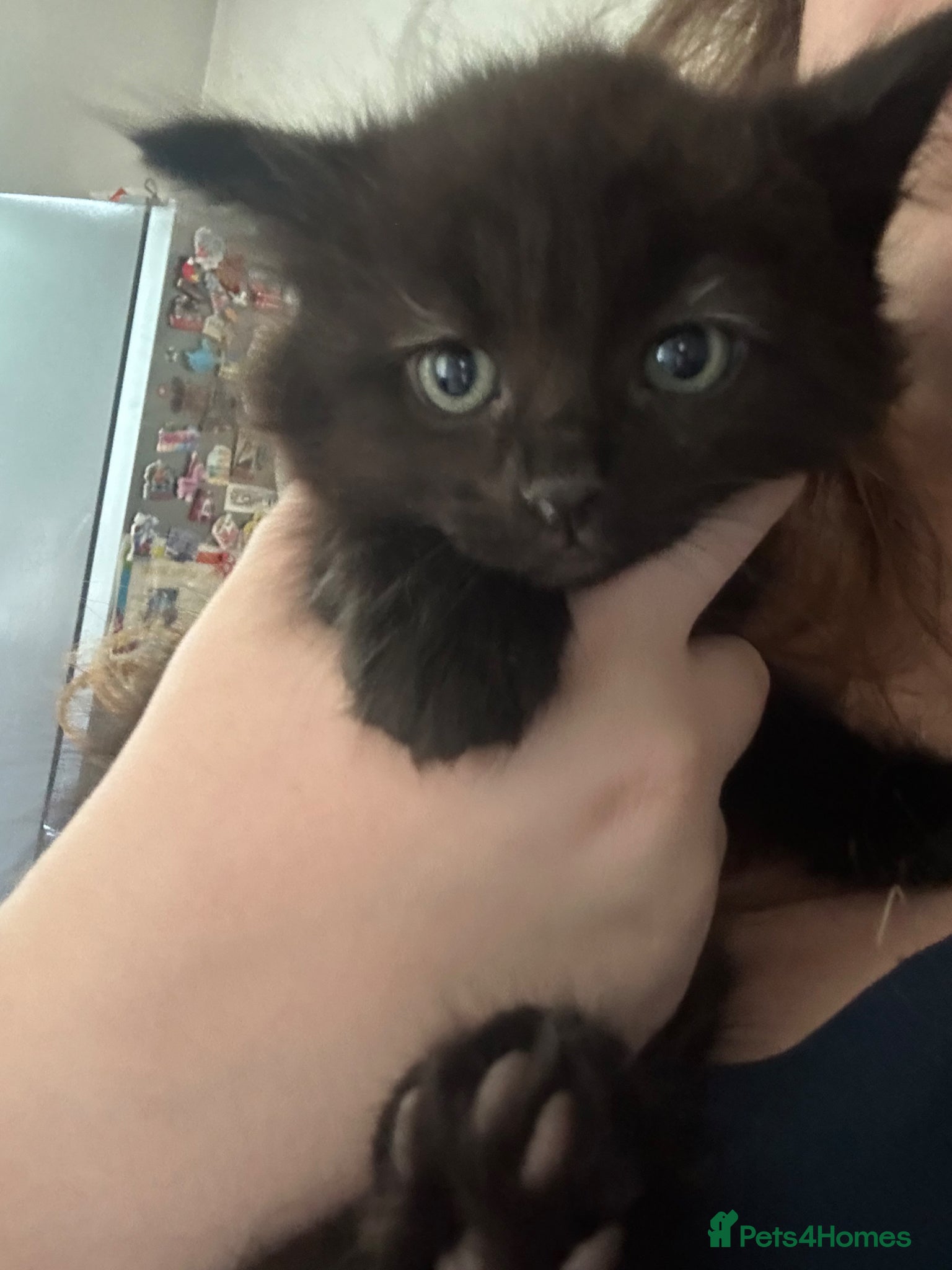 Ragdoll cats for sale: Ragdoll mixed kittens for sale  - Advert 14