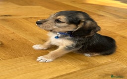 Mixed Breed dogs for sale: Beautiful Beagle X Cavapoo Puppies 🐾  - Image 20