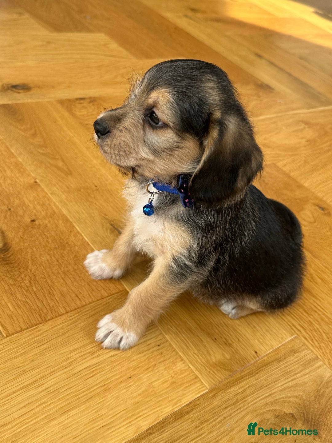 Mixed Breed dogs for sale: Beautiful Beagle X Cavapoo Puppies 🐾  - Image 20