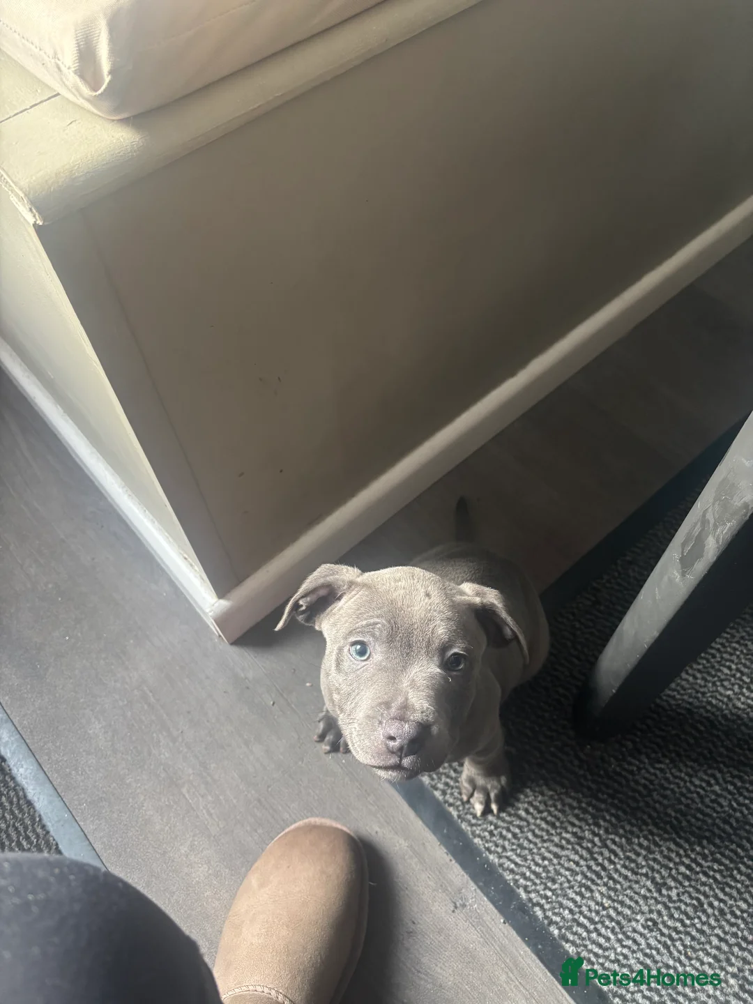 Staffordshire Bull Terrier dogs for sale: staffordshire bull terrier puppies for sale!  - Advert 4