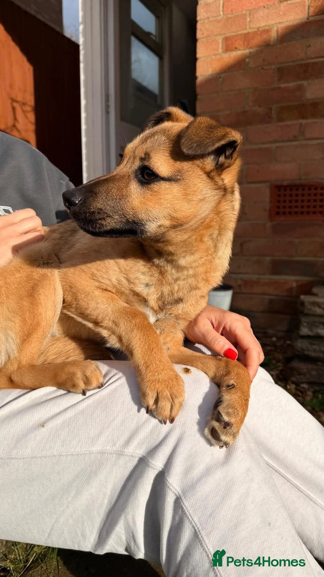 Mixed Breed dogs for adoption: JAN - MINI GOOFBALL - Advert 2