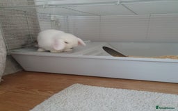 Mini Lop rabbits for sale: Male mini lop - Image 4