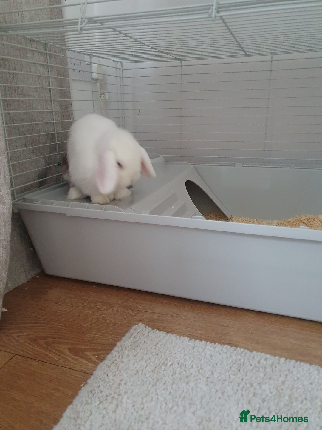 Mini Lop rabbits for sale: Male mini lop - Image 4