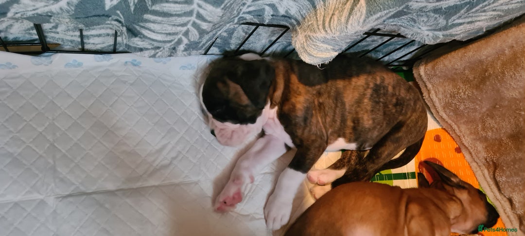 Boxer dogs for sale:  Puppies KC – Exceptional Champion Bloodlines 🐾 - Image 15