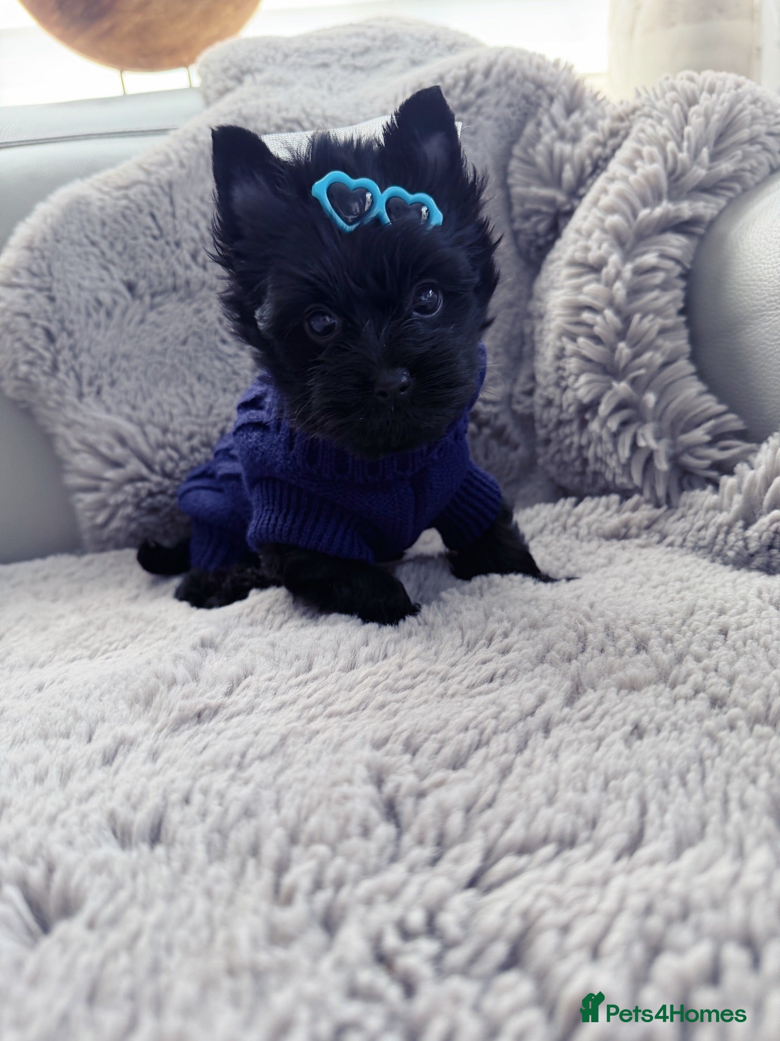 Yorkshire Terrier dogs Mini Yorkshire Terrier last one ready to go - Advert 7